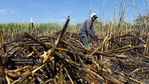 Zafra en Puebla