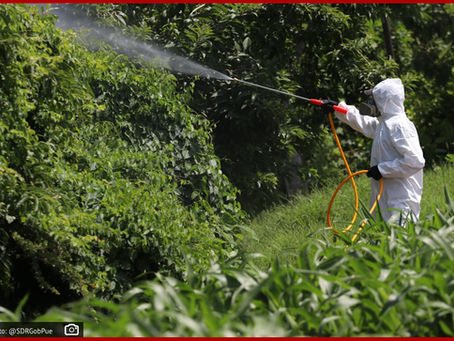 Crean SDR y autoridades federales plan para erradicar plagas en cultivos
