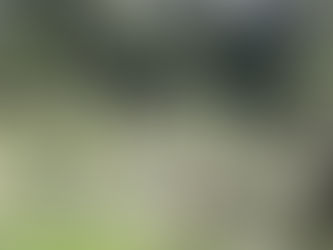 Talan más de 50 árboles en Bulevar Forjadores