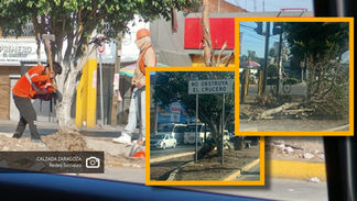 Árboles en Calzada Zaragoza