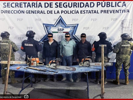 Detienen SSP y Semar a tres hombres por tala ilegal de árboles