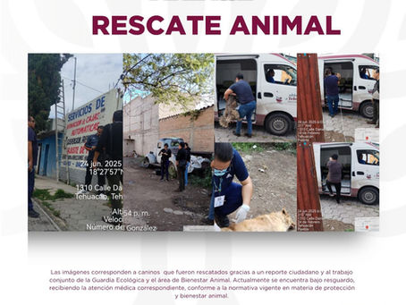 Gobierno de Tehuacán rescata a cuatro lomitos en condiciones de abandono; uno más ya había fallecido