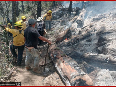 Suma Puebla 246 incendios forestales y más de seis mil hectáreas afectadas