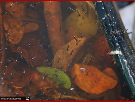 Puebla, sin contagios ni defunciones por dengue en últimas 24 horas: Salud