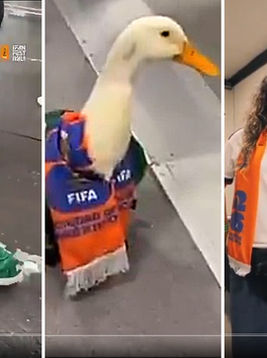 El pato Merlín