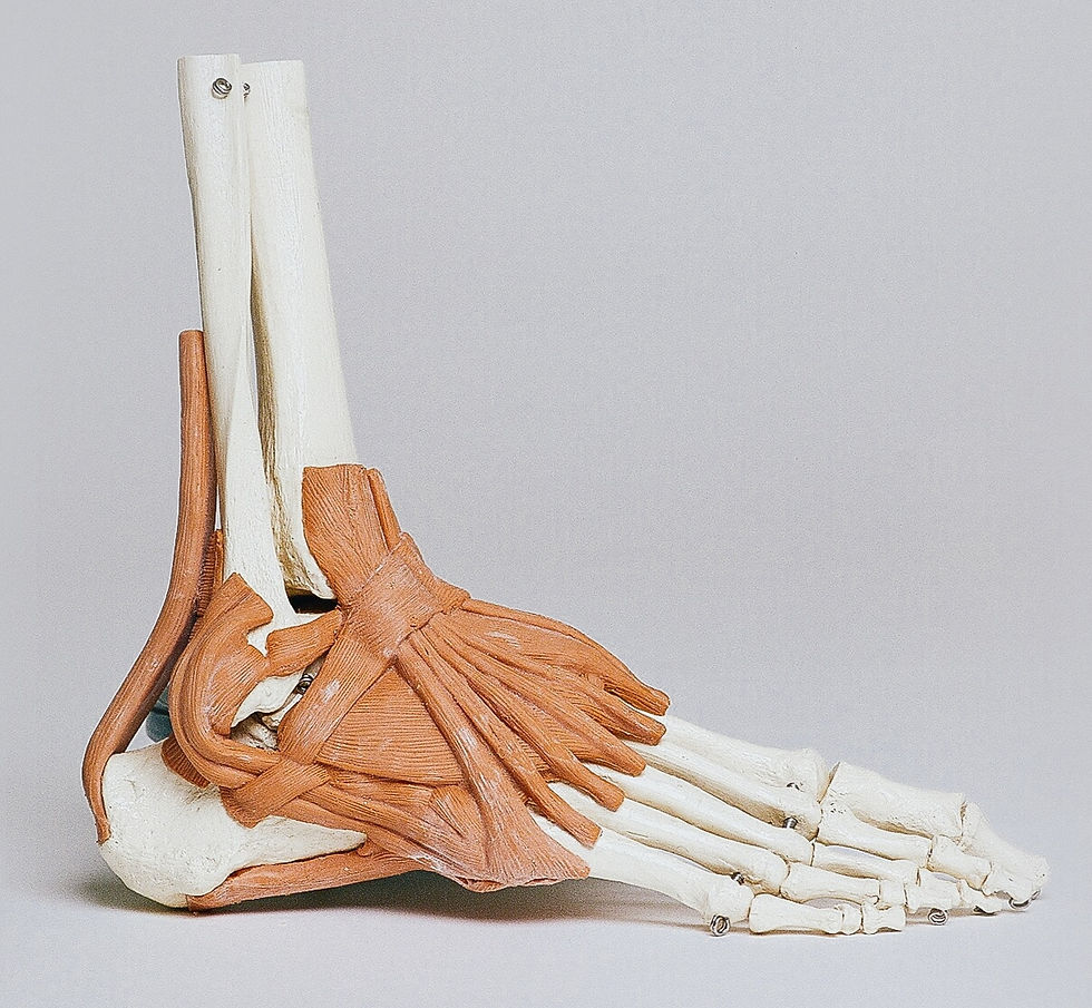 Muscles and ligaments of the human foot