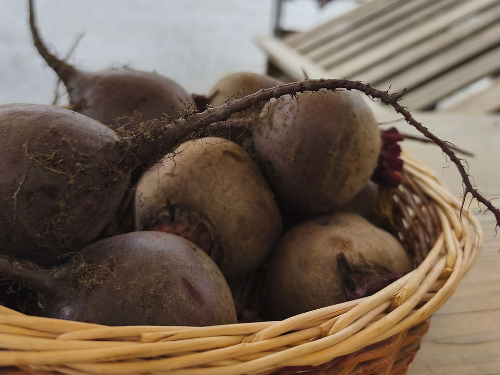 frisch geerntete Rote Bete vom Bauernhof in einem Körbchen