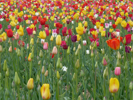 Tulpen zum Muttertag