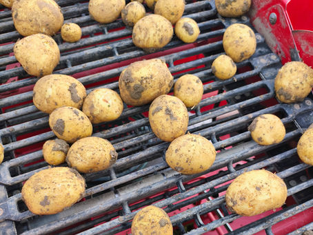 Frühkartoffeln auf dem Kartoffelroder