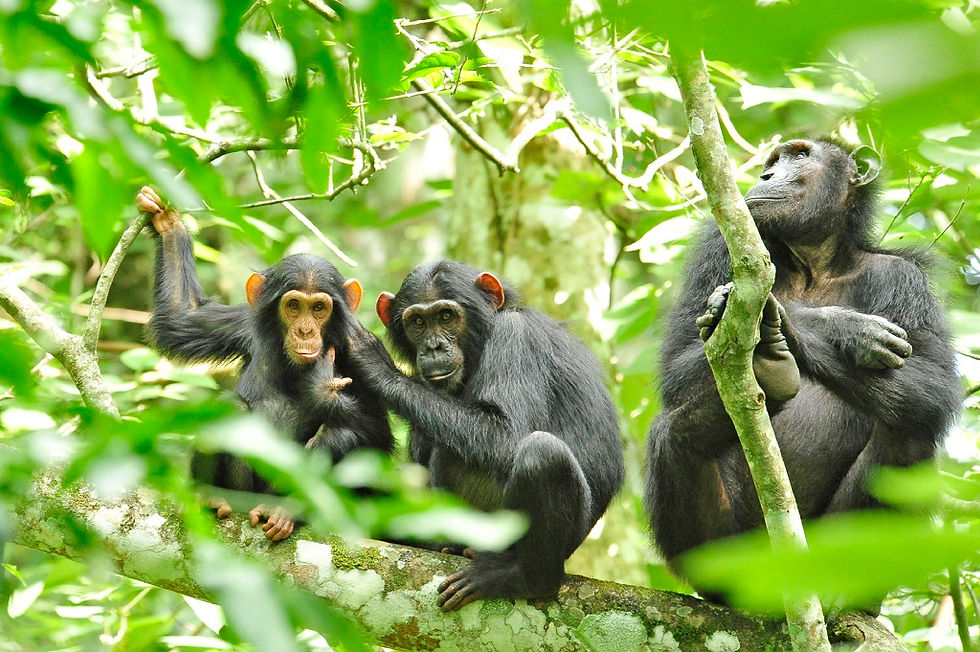 Budongo-Chimps.jpg