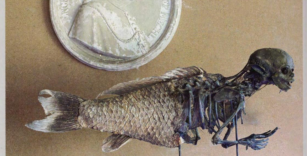 Dried mermaid specimen. Cabinets of Curiosities, Patrick Mauriès / Thames & Hudson.