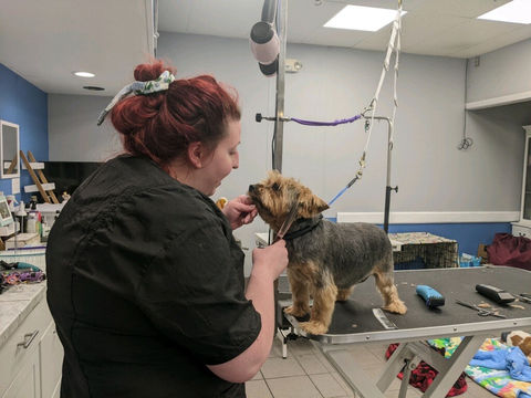 Heather grooming a dog at winni wags