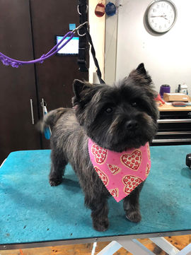 Winni Wag Spaw wearing bandana