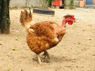 Galinha