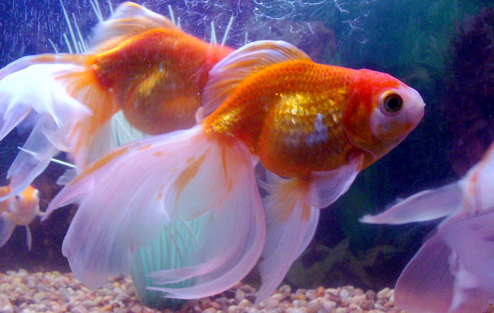 Fish