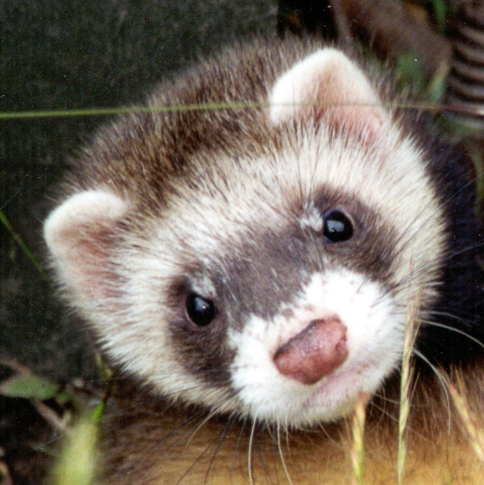 Ferret