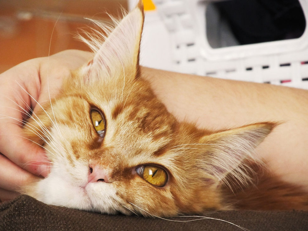 Purring Mystery Unveiled: Why Do Cats Purr? Unravelling the Secrets Behind the Feline Rumble!