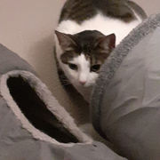 Cat sitting in Hertford by The Cat Company