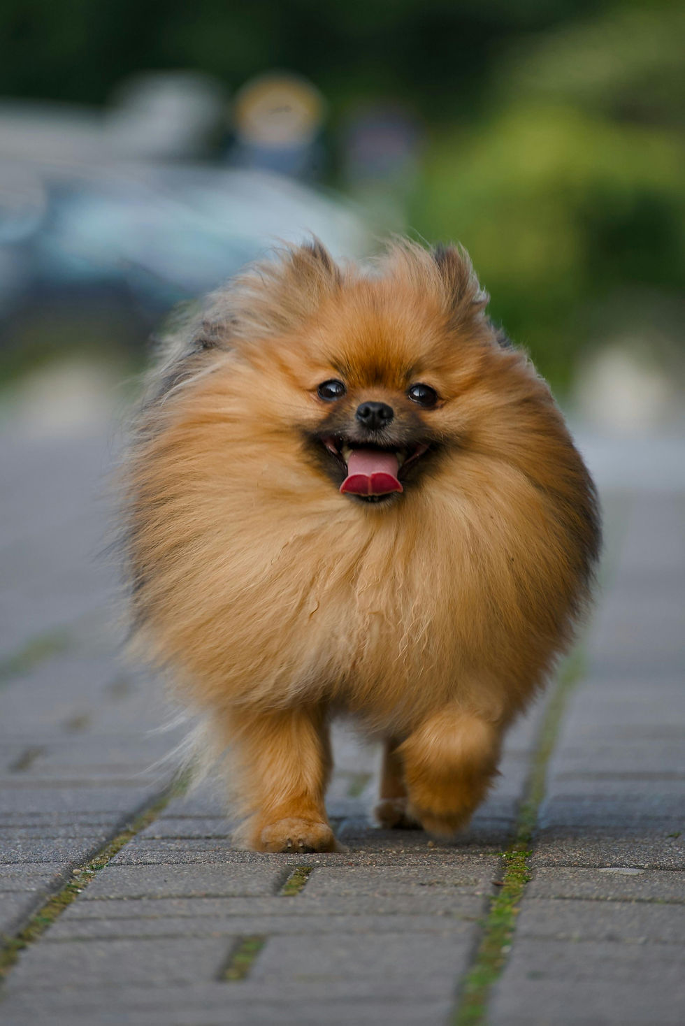 Dog Walking in Hertford, Herts