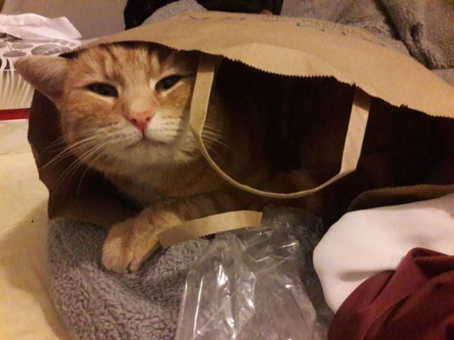 FIRST THINGS TO DO IF YOUR CAT GOES MISSING