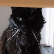 Cat sitting in Hertford by The Cat Company