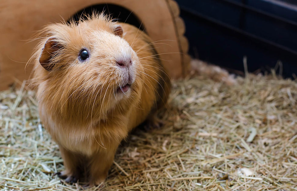 Guinea pig