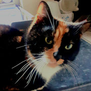 Cat sitting in Ware by The Cat Company