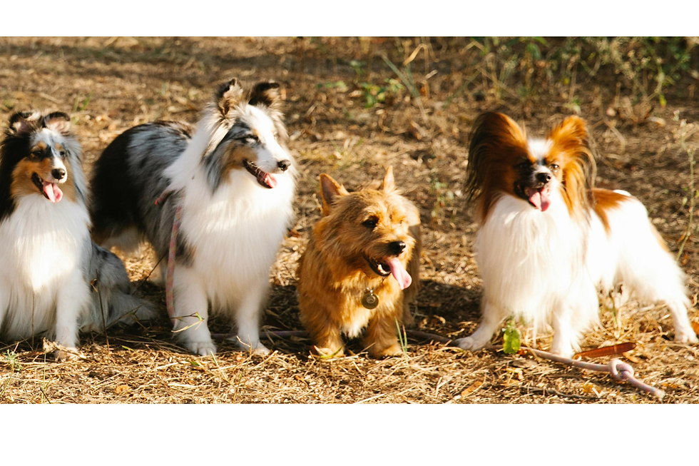 Dog walking services for small dogs in Herts