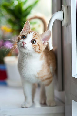 Young ginger and white cat