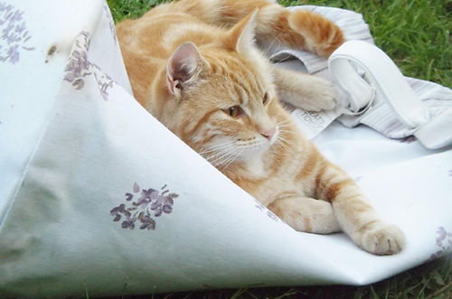 Ginger cat laying down