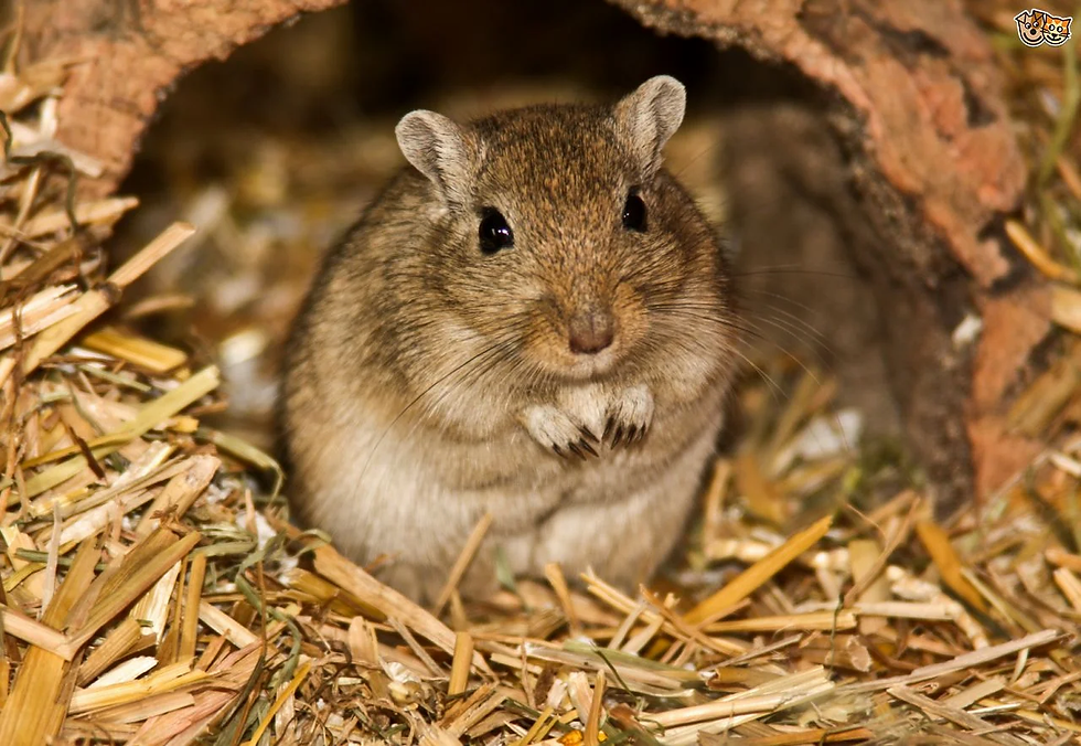 Gerbil