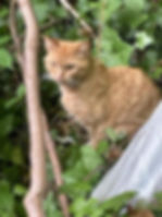 lost or missing cat may hide 