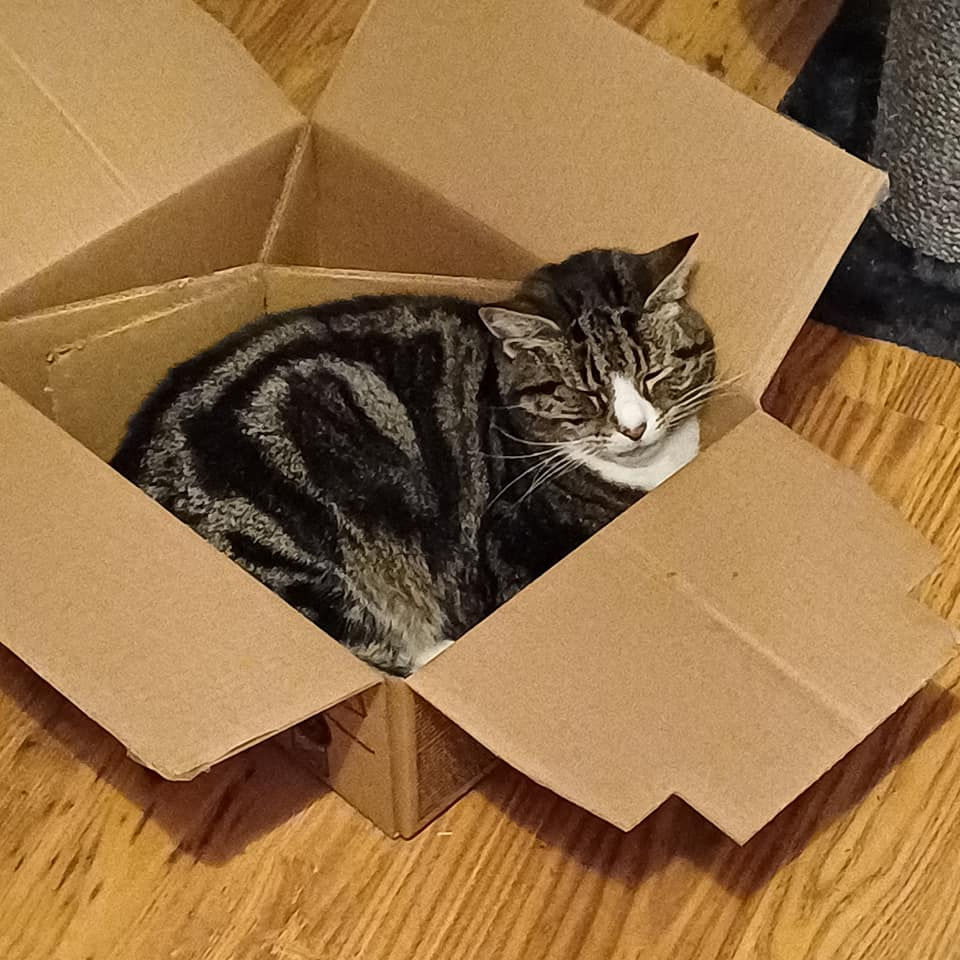 cat in a box 