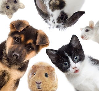 Puppy and kitten and guinea pig, set of