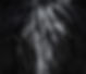 Portrait close up Spanish purebred horse with long mane. Black-and-White photo. Can be use
