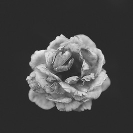 Black And White Rose