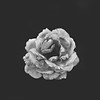 Flor monocromática