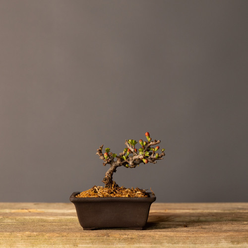 レザー盆栽　ダークブラウン　leather BONSAI No.01 Japon Ayvası - Bahar Dalı - Bonsai No.985 (C. japonica) | 11 cm
