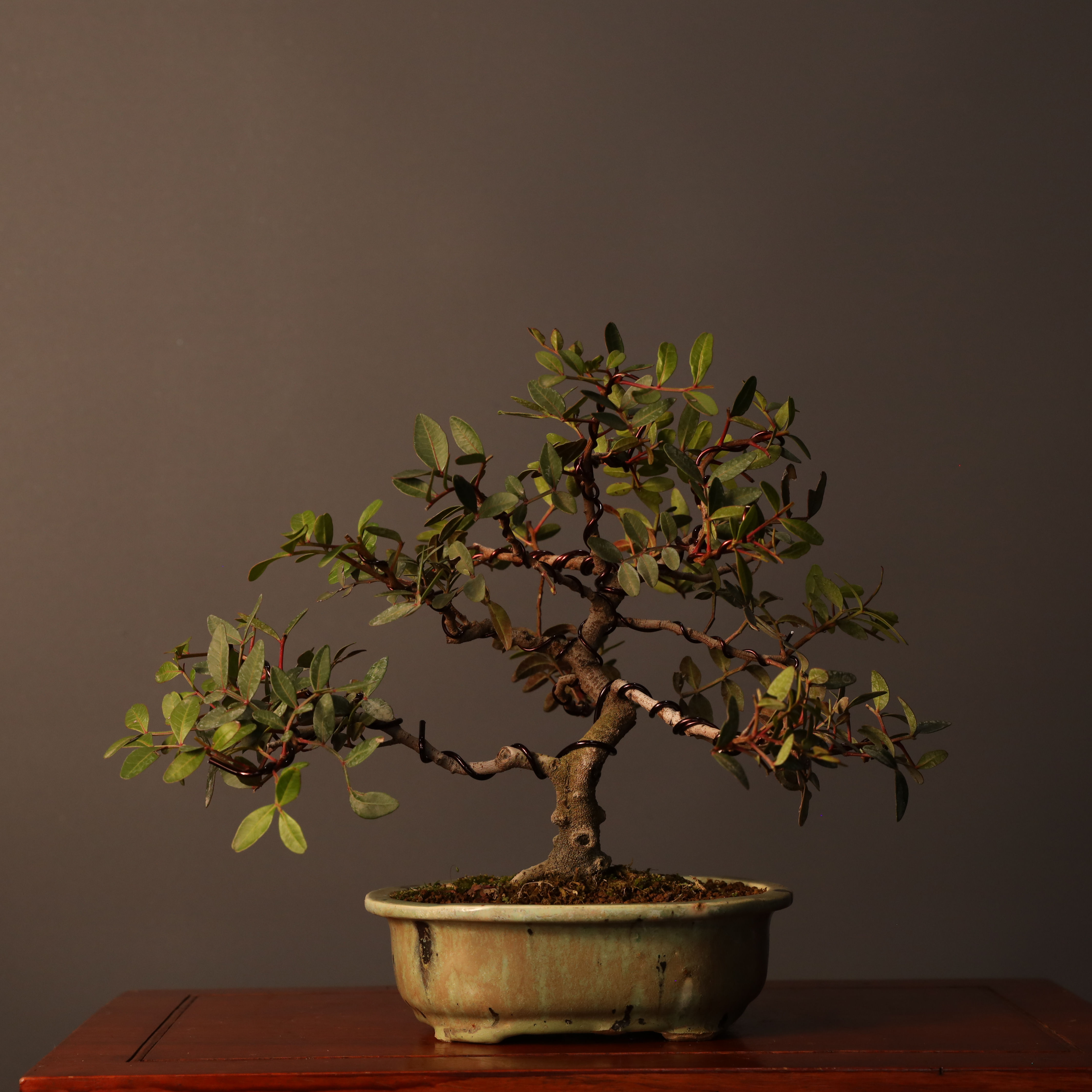 Sakız Ağacı Bonsai No.969 (Pistacia lentiscus) | 28 cm