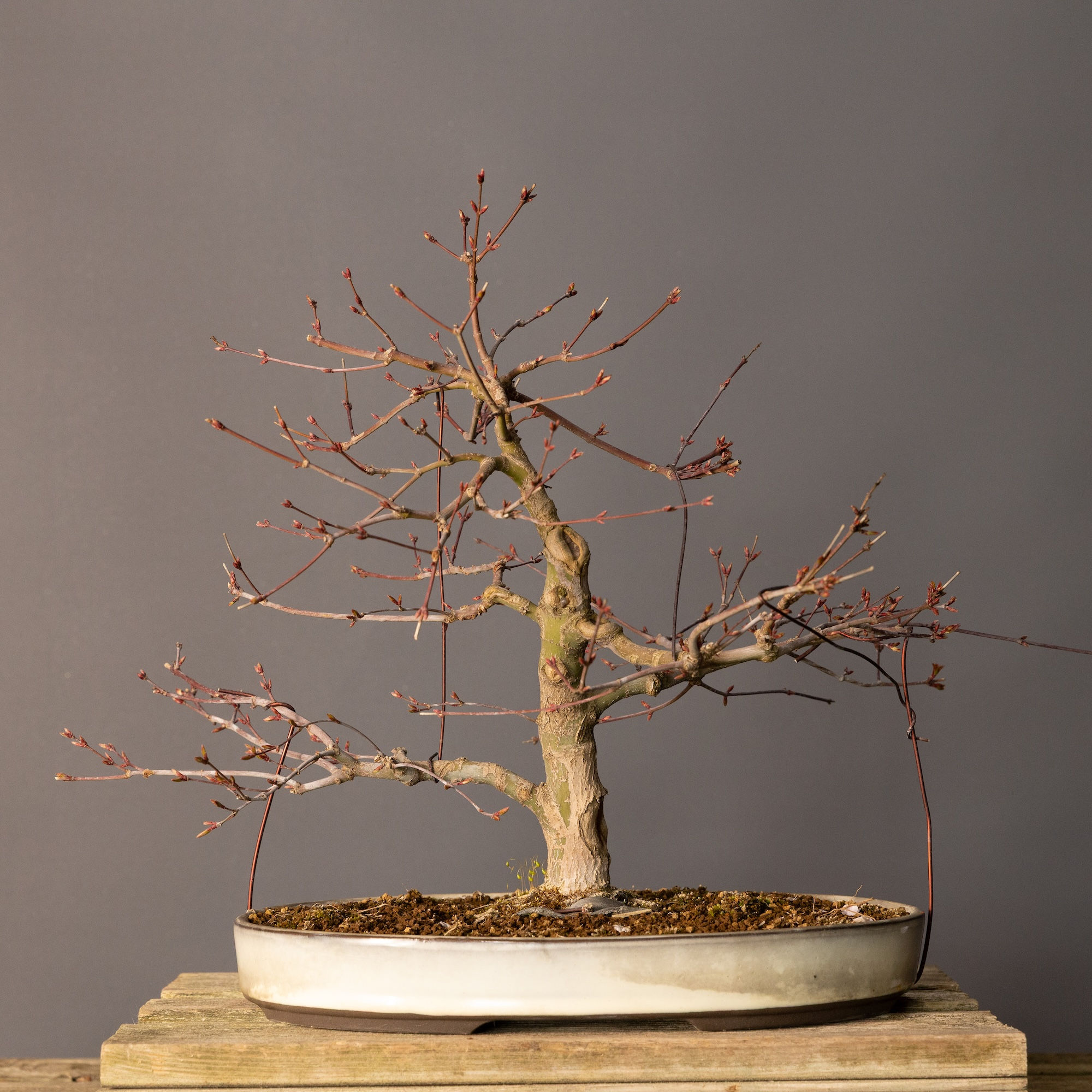 Japon Akçaağacı Yamamomiji Bonsai No.974 (Acer palmatum) | 40 cm