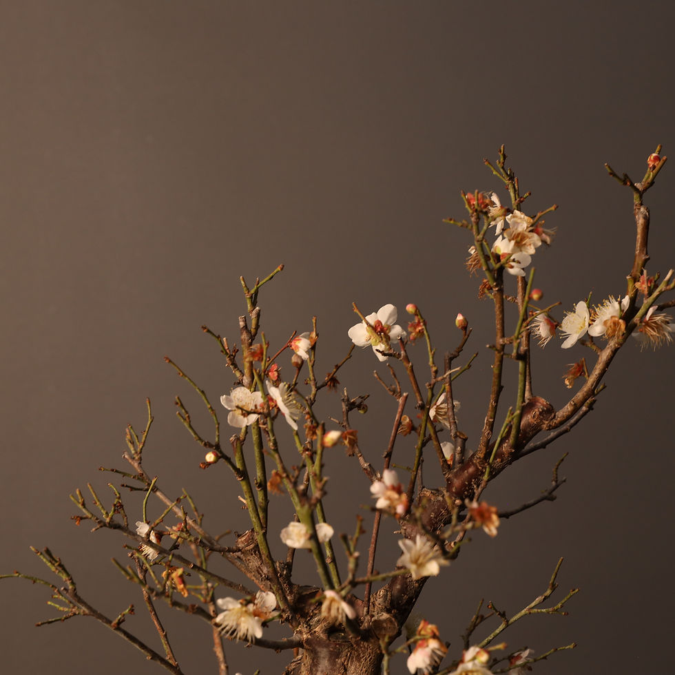 Küçük resim: Japon Kayısısı Ume Bonsai No.971 (Prunus mume) | 47 cm