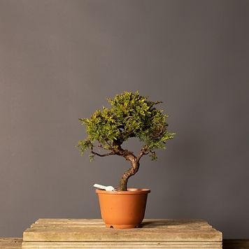 sand bonsai Tinyroots Bonsai Potting Soil for Bonsai Trees, 2.25 Quart main image 1