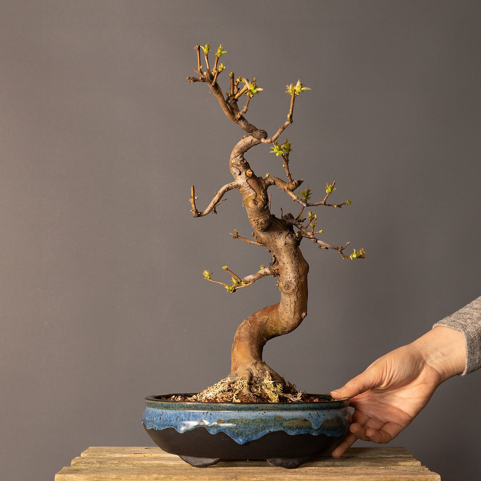 Küçük resim: Çin Ayvası Bonsai No.982 (Pseudocydonia sinensis) | 46 cm