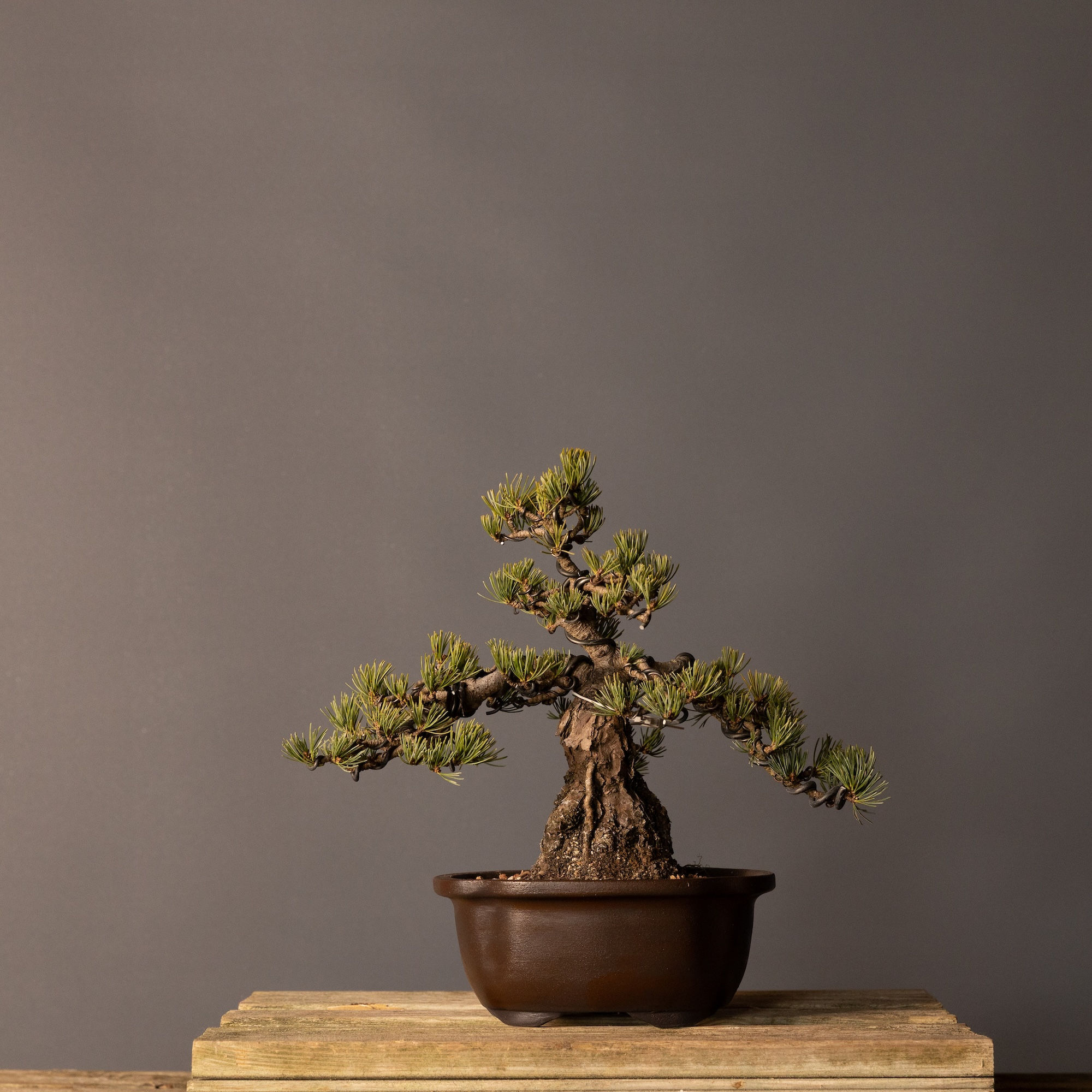 Japon Beyaz Çamı Bonsai No.JWP05 (Pinus parviflora) | 30 cm