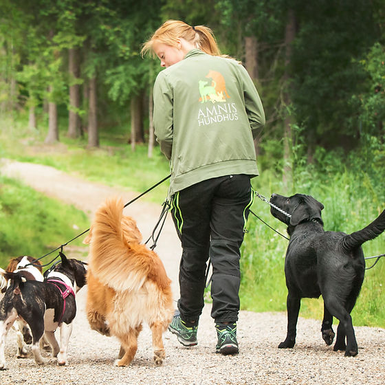 Amnis Hundhus Njurunda galleri bild 7