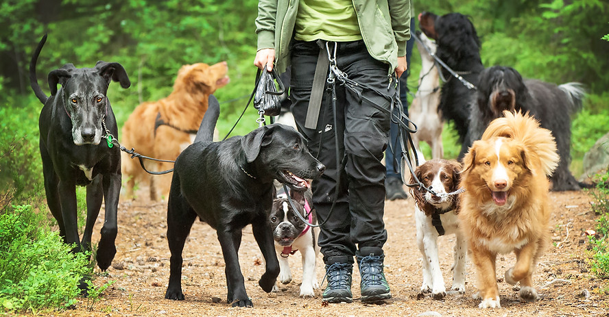 AMNIS HUNDHUS Dagishundar på promenad