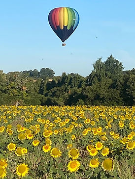 sunflowers.jpg