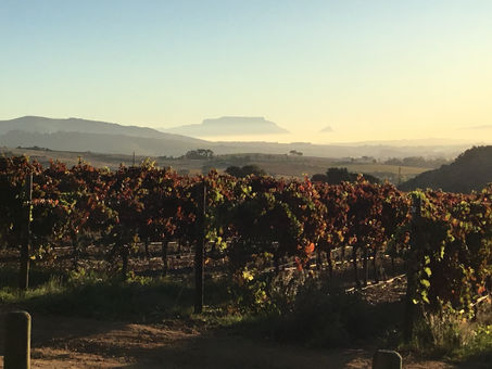 South Africa 2024- Muratie Wine