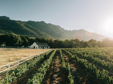 Sunset in the vineyards