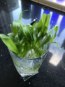 WILD GARLIC 2.jpeg